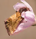 Schinia scarletina - Hodges#11096 - photo 2