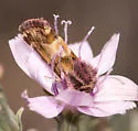 Schinia scarletina - Hodges#11096 - photo 3