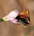 Schinia scarletina - Hodges#11096 - photo 4