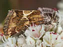 Schinia scarletina - Hodges#11096 - photo 5