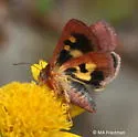 Divided Flower Moth - Hodges#11099 - photo 2