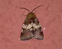 Divided Flower Moth - Hodges#11099 - photo 3