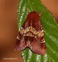 Divided Flower Moth - Hodges#11099 - photo 4