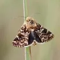 Northern Flower Moth - Hodges#11110