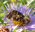 Northern Flower Moth - Hodges#11110 - photo 2