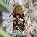 Northern Flower Moth - Hodges#11110 - photo 4