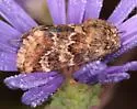 Northern Flower Moth - Hodges#11110 - photo 5