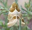 Schinia sexplagiata - Hodges#11151 - photo 2