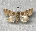 Schinia sexplagiata - Hodges#11151 - photo 3