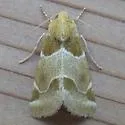 Schinia sexplagiata - Hodges#11151 - photo 4