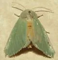 Schinia simplex - Hodges#11162 - photo 2