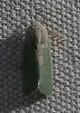 Schinia simplex - Hodges#11162 - photo 4