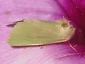 Schinia simplex - Hodges#11162 - photo 5