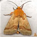 Alluring Schinia Moth - Hodges#11115 - photo 2