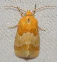 Alluring Schinia Moth - Hodges#11115 - photo 3