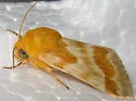 Alluring Schinia Moth - Hodges#11115 - photo 4
