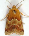 Alluring Schinia Moth - Hodges#11115 - photo 5