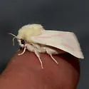 Schinia snowi - Hodges#11206 - Schinia snowi