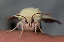 Schinia snowi - Hodges#11206 - photo 2
