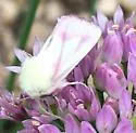 Schinia snowi - Hodges#11206 - photo 3