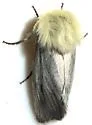 Schinia snowi - Hodges#11206 - photo 4