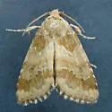 Schinia sordidus - Hodges#11112 - photo 2