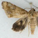 Schinia sordidus - Hodges#11112 - photo 3