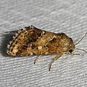 Schinia sordidus - Hodges#11112 - photo 4