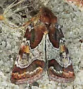 Spinose Flower Moth - Hodges#11104