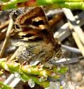 Spinose Flower Moth - Hodges#11104 - photo 2
