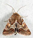 Spinose Flower Moth - Hodges#11104 - photo 3