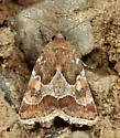 Spinose Flower Moth - Hodges#11104 - photo 4