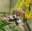 Spinose Flower Moth - Hodges#11104 - photo 5