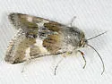 Schinia suetus - Hodges#11088 - Schinia suetus