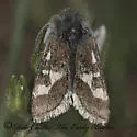 Schinia suetus - Hodges#11088 - photo 2