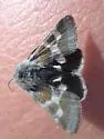 Schinia suetus - Hodges#11088 - photo 3