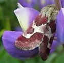 Schinia suetus - Hodges#11088 - photo 4