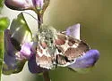 Schinia suetus - Hodges#11088 - photo 5
