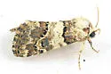 Schinia tertia - Hodges#11179 - photo 4