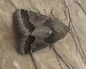 Thoreau's Flower Moth - Hodges#11141 - Schinia thoreaui