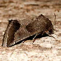 Thoreau's Flower Moth - Hodges#11141 - photo 2