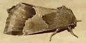 Thoreau's Flower Moth - Hodges#11141 - photo 3
