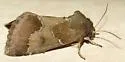 Thoreau's Flower Moth - Hodges#11141 - photo 4