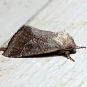 Thoreau's Flower Moth - Hodges#11141 - photo 5