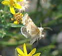 Golden Aster Flower Moth - Hodges#11116 - photo 2