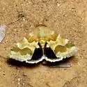 Golden Aster Flower Moth - Hodges#11116 - photo 4