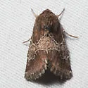 Schinia ultima - Hodges#11127 - Schinia ultima
