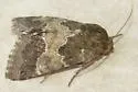 Schinia ultima - Hodges#11127 - photo 2