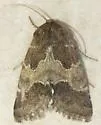 Schinia ultima - Hodges#11127 - photo 3