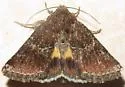 Schinia ultima - Hodges#11127 - photo 4